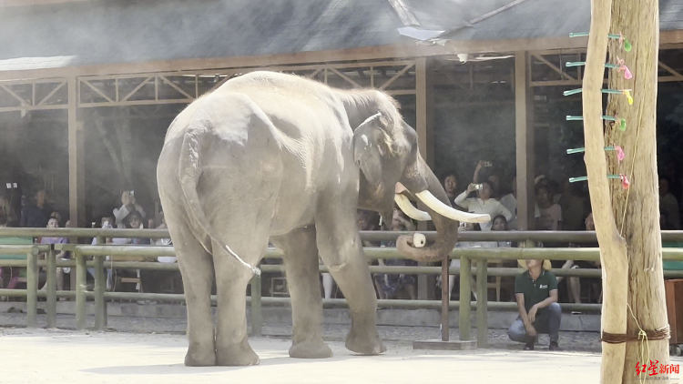 西双版纳野象谷有无糟蹋大象？世界首例亚洲象公益诉讼案二审